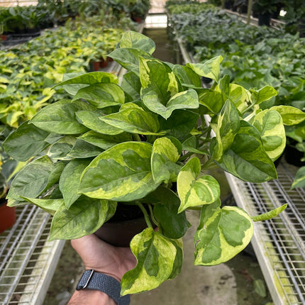 Pothos 'Lemon Meringue'