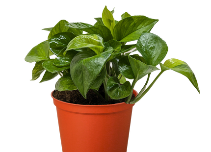 Pothos 'Lemon Top'
