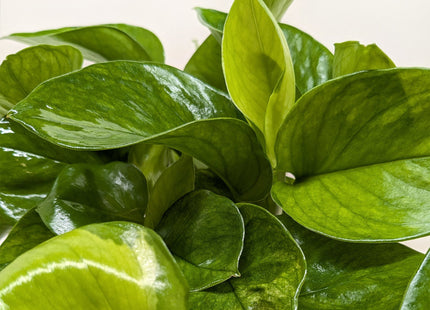 Pothos 'Lemon Top'