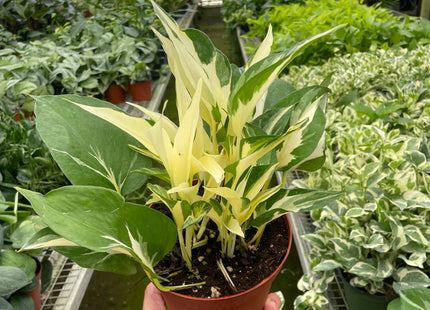 Pothos 'Mutant Manjula'