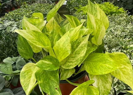 Pothos 'Neon Queen'
