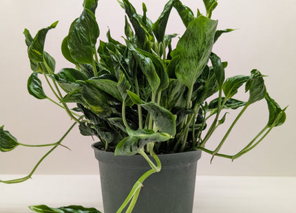Pothos 'Shangri La'