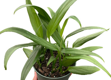 Pothos 'Silver Streak'