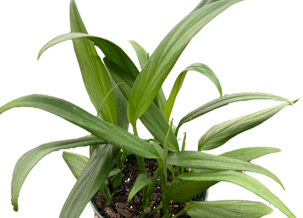 Pothos 'Silver Streak'