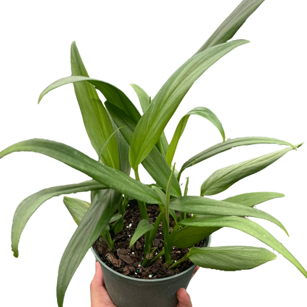 Pothos 'Silver Streak'