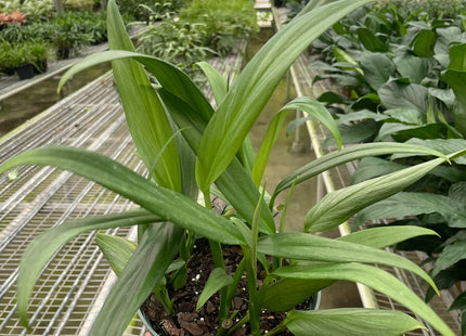 Pothos 'Silver Streak'