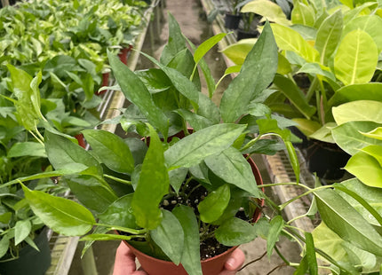 Pothos Skeleton Key