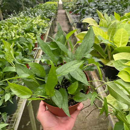 Pothos Skeleton Key