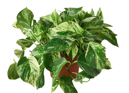 Pothos 'Marble Queen'