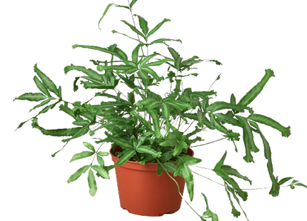 Pteris Cretica 'Mayi' Fern - 6" Pot