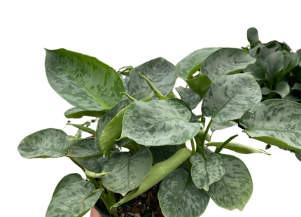 Schismatoglottis 'Sarawak'