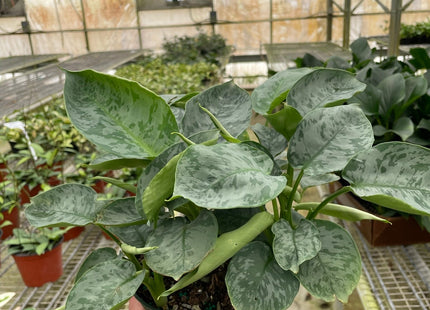 Schismatoglottis 'Sarawak'