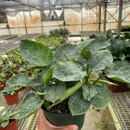Schismatoglottis 'Sarawak'