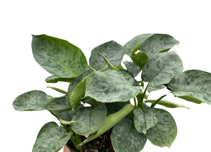 Schismatoglottis 'Sarawak'