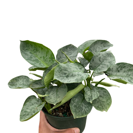 Schismatoglottis 'Sarawak'