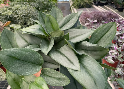 Scindapsus 'Moonlight'