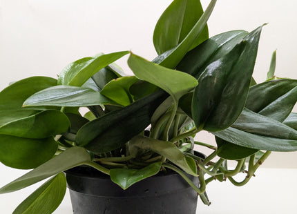 Scindapsus Platinum Java