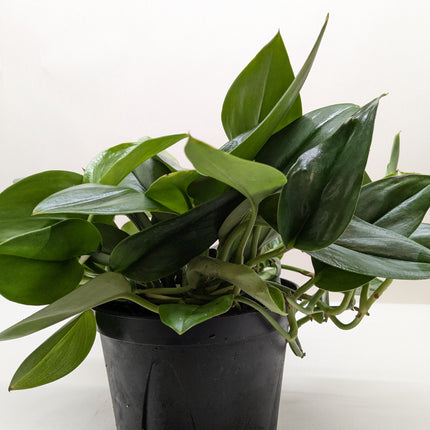 Scindapsus Platinum Java