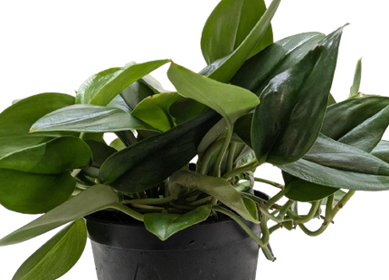 Scindapsus Platinum Java