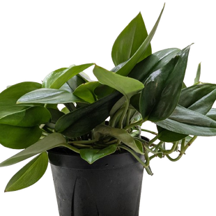 Scindapsus Platinum Java