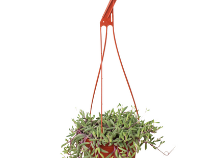 String of Rubies - 6" Pots