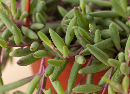 String of Rubies - 6" Pots