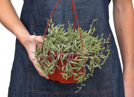 String of Rubies - 6" Pots