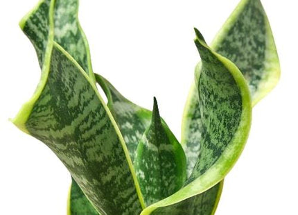 Snake Plant Twist