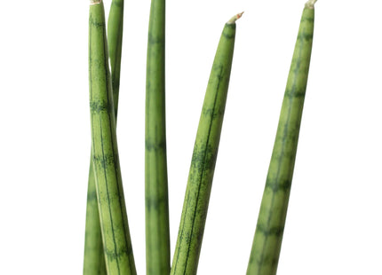 Snake Plant Cylindrica