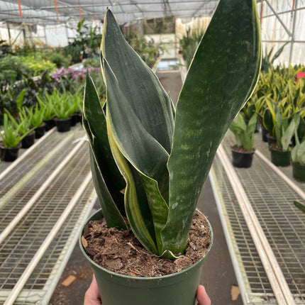 Snake 'Fabi' | Live Plant for Indoor & Outdoor | House Plant Decor