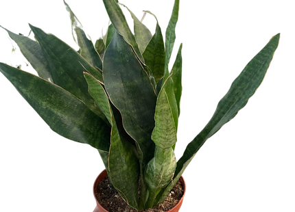 Snake Plant 'Jaboa'