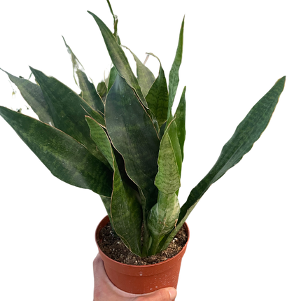 Snake Plant 'Jaboa'