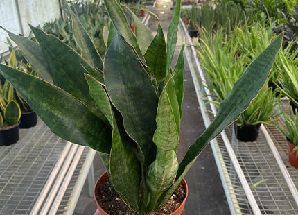 Snake Plant 'Jaboa'