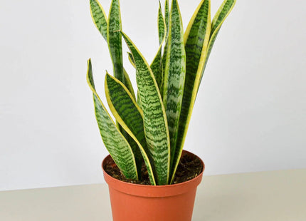 Snake Plant Laurentii