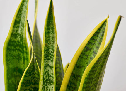 Snake Plant Laurentii