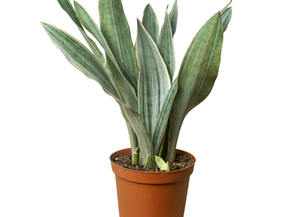 Snake Plant 'Sayuri'