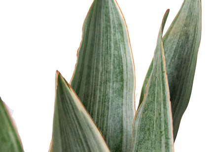 Snake Plant 'Sayuri'