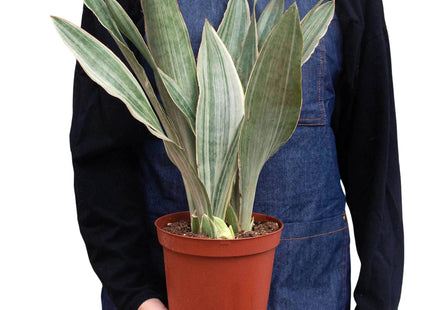 Snake Plant 'Sayuri'