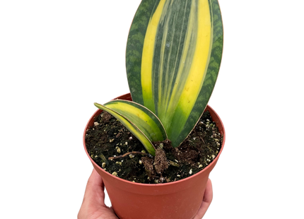 Variegated Shark Fin Snake Plant | Live Indoor Plant | Easy to Care | Natural Décor