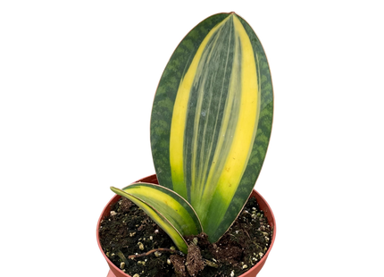 Variegated Shark Fin Snake Plant | Live Indoor Plant | Easy to Care | Natural Décor