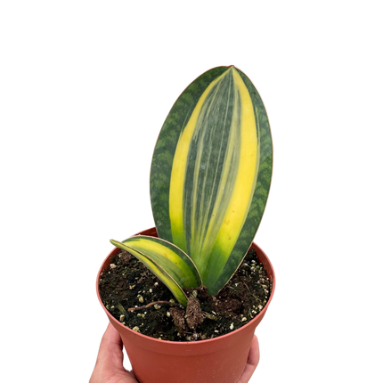 Variegated Shark Fin Snake Plant