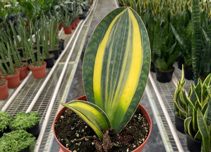 Variegated Shark Fin Snake Plant | Live Indoor Plant | Easy to Care | Natural Décor
