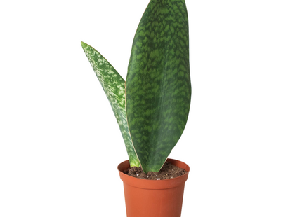 Shark Fin Snake Plant