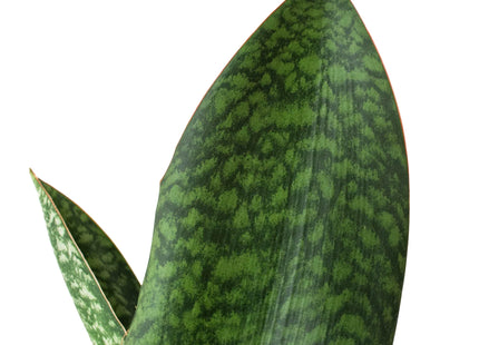 Shark Fin Snake Plant
