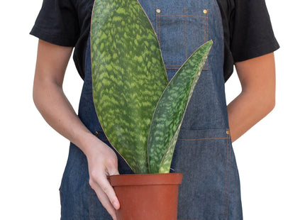 Shark Fin Snake Plant