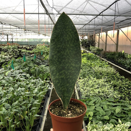 Shark Fin Snake Plant