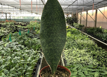 Shark Fin Snake Plant