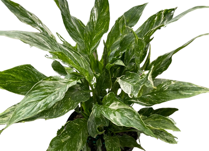 Variegated Spathiphyllum 'Domino'