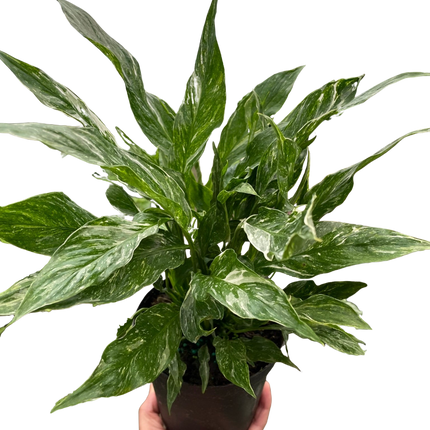 Variegated Spathiphyllum 'Domino'