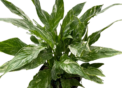 Variegated Spathiphyllum 'Domino'